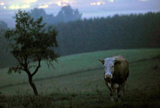 Cow on the Run