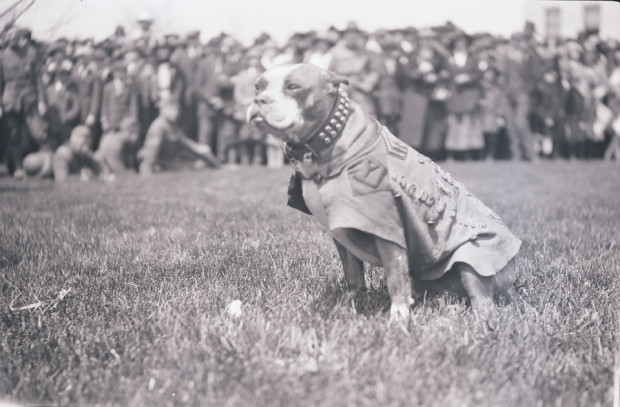 Photo of the real Stubby, courtesy of the Connecticut State Library